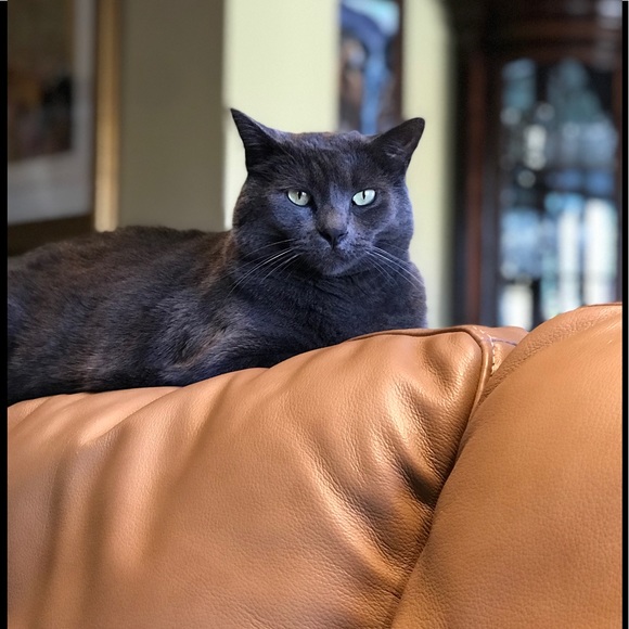 Meet your Posher, Elaine - Picture 5 of 6